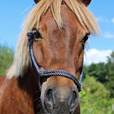 Shetlænder Team Memories Markus <3