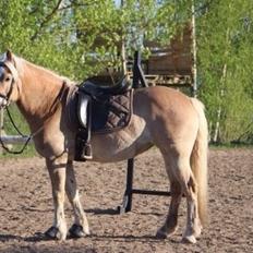 Haflinger Mirabell