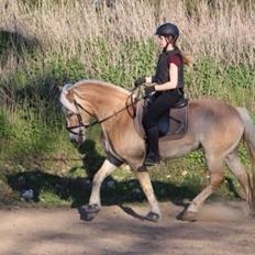 Haflinger Mirabell
