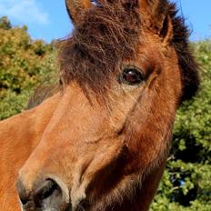 Islænder Fenja fra Vindblæs
