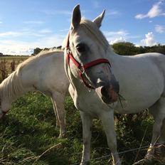 Connemara Veddinge merry mistress