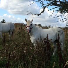 Connemara Veddinge merry mistress
