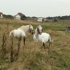 Connemara Veddinge merry mistress