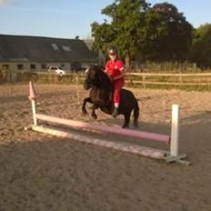 Shetlænder Ringemarkens Duchess