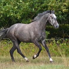 Dansk Varmblod Lillegårdens Cobra
