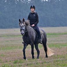 Dansk Varmblod Lillegårdens Cobra