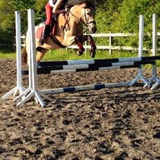 Welsh Pony af Cob-type (sec C) Lyngvejens Lukas