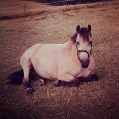 Welsh Pony af Cob-type (sec C) Lyngvejens Lukas