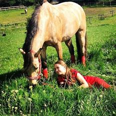 Welsh Pony af Cob-type (sec C) Lyngvejens Lukas