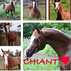 Arabisk fuldblod (OX) Ul sid Chianti 