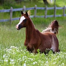 Arabisk fuldblod (OX) Ul sid Chianti 