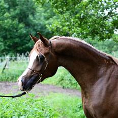 Arabisk fuldblod (OX) Ul sid Chianti 