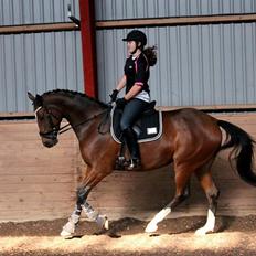 Trakehner Istar