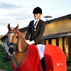 Haflinger Stachus