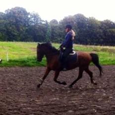 Welsh Cob (sec D) Alte