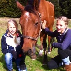 Welsh Cob (sec D) Alte