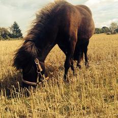 Shetlænder Laurbergs Tik Tak