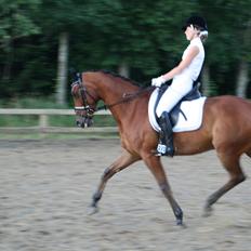 Dansk Varmblod Satchmo