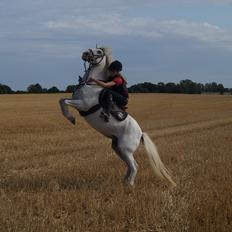 Anden særlig race Maicha