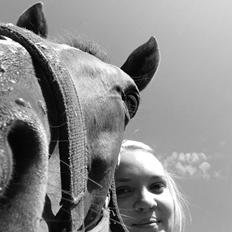 Fuldblod (XX) Macho Dancer (Ire)