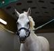 Anden særlig race Silver Moon
