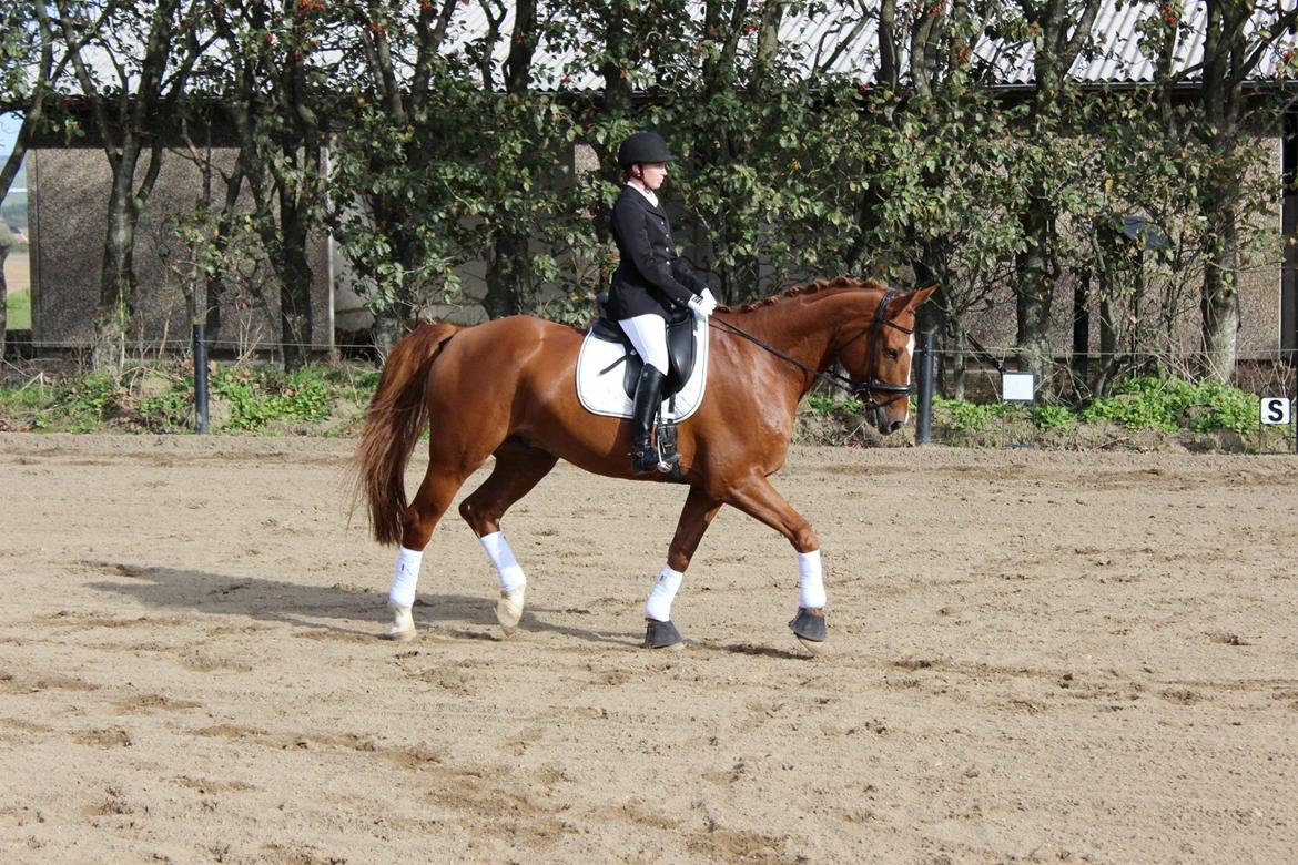 Dansk Varmblod Storgaardens Rialto billede 10
