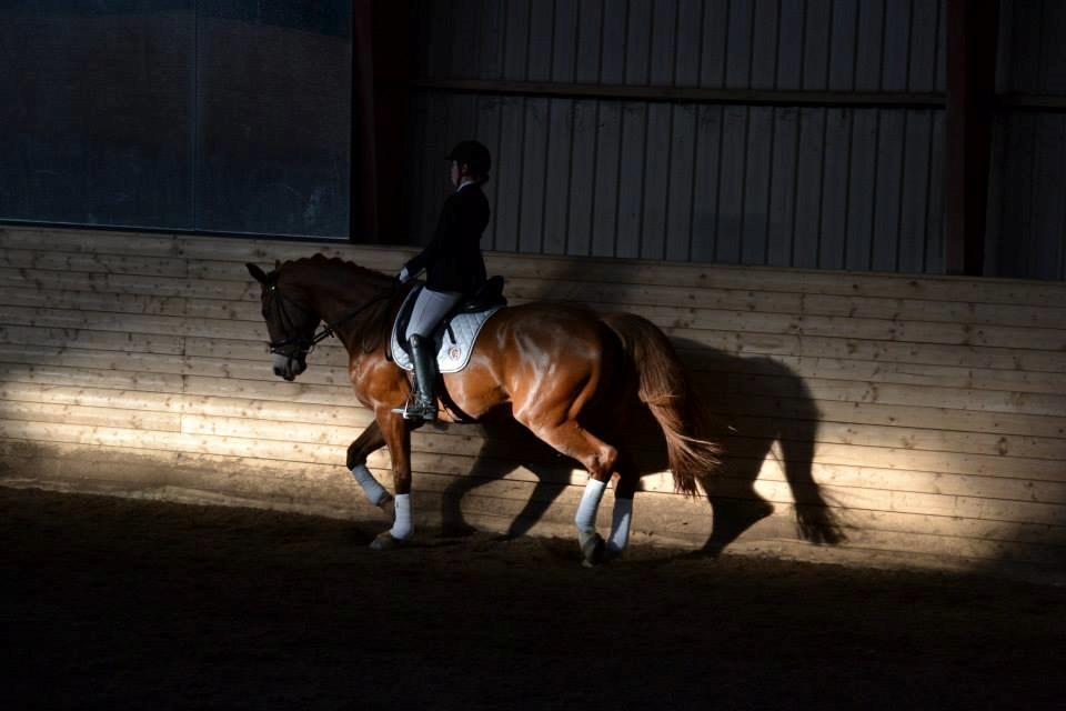 Dansk Varmblod Storgaardens Rialto - Klubmesterskab, oktober 2014 billede 5