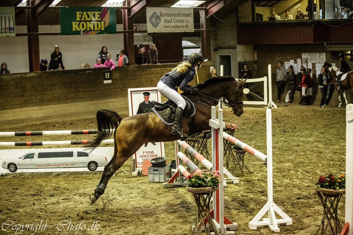 Anden særlig race Darling Marie - La2** - Fynsrideklub billede 10