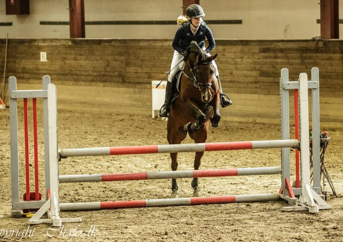 Anden særlig race Darling Marie - La1* - Fyensrideklub billede 6