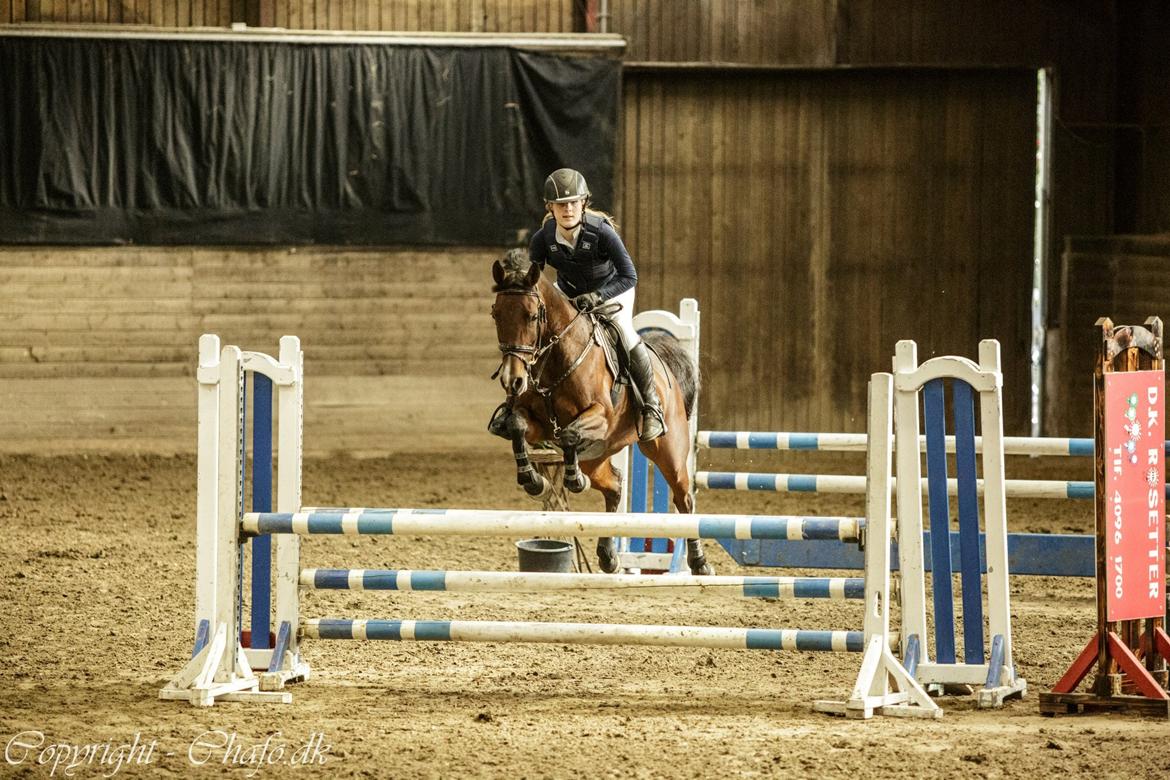 Anden særlig race Darling Marie - La1* -  Fynesrideklub billede 4