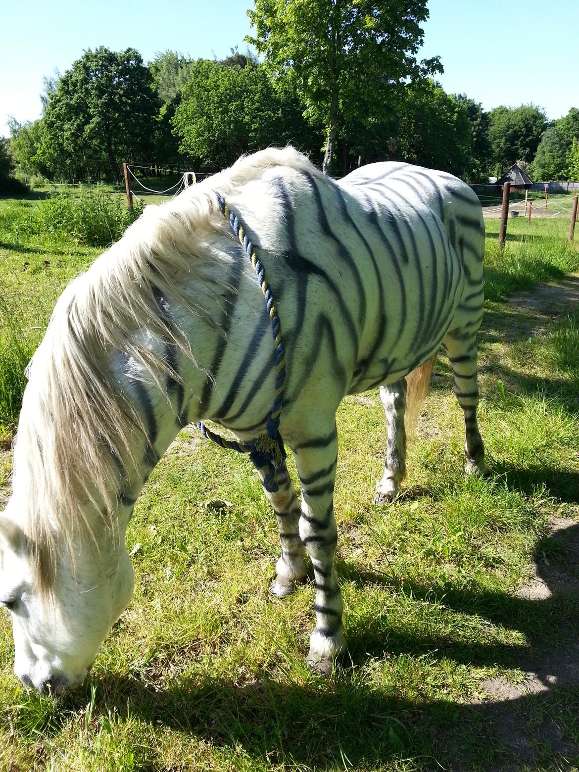 Connemara Stald Poppels Cantali (Himmelhest) - Zebra sommer outfit :D billede 16