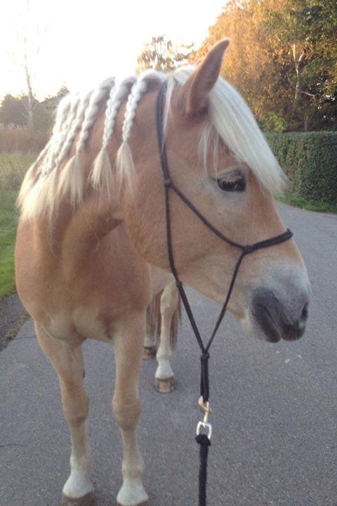 Haflinger Athæus mbm - Oktober 2014 billede 13