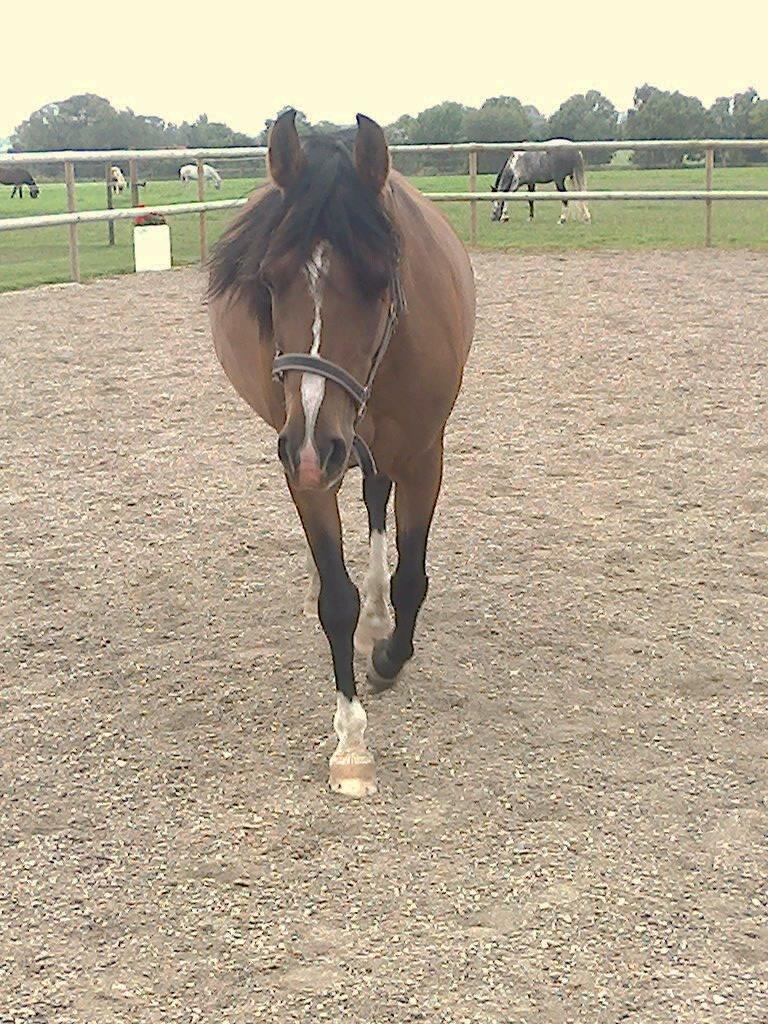 Anden særlig race † Miss Caya † - Min smukke pige <3 billede 8