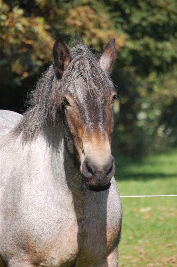 Belgier Martha af Vollerupgårde - R.I.P. d. 7.10.2014 - Dette er min profil billede 1