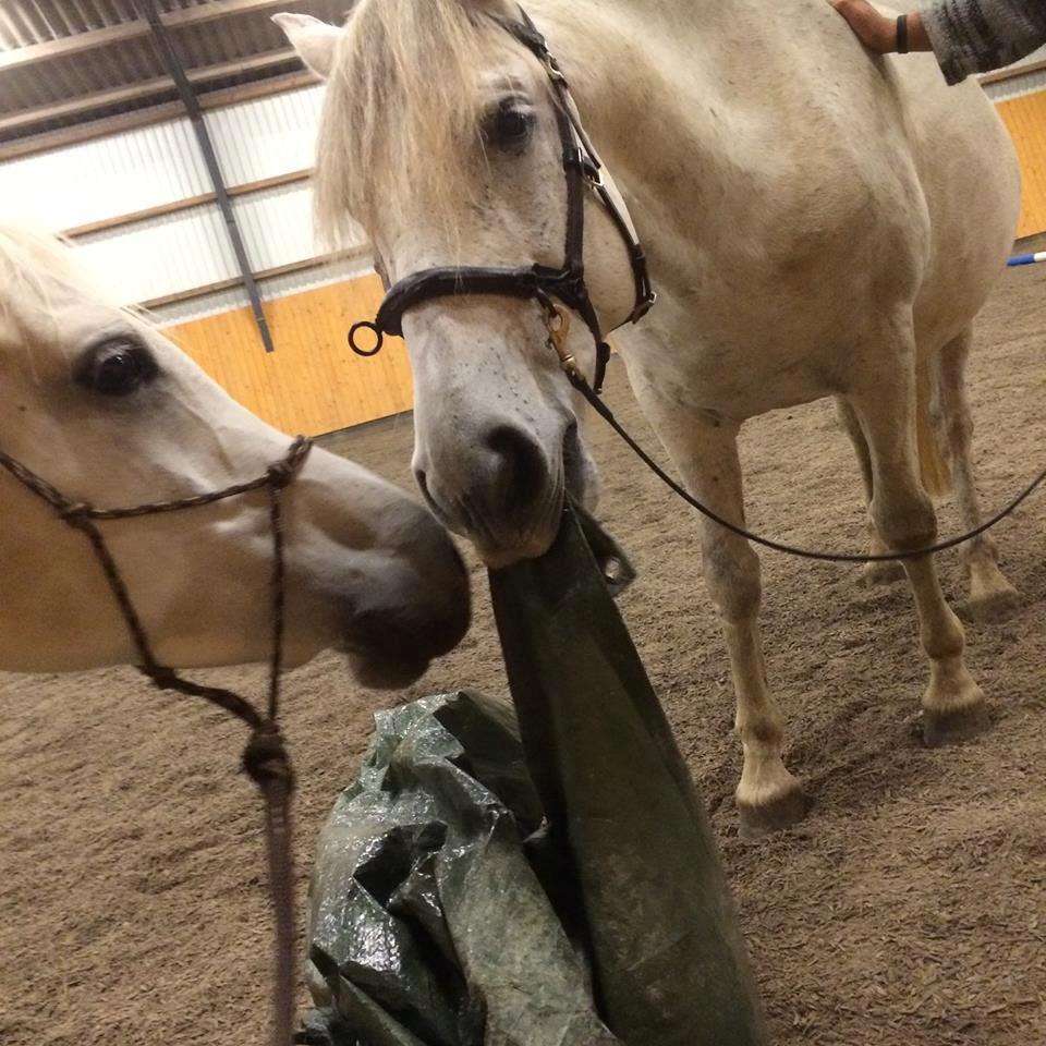 Pura Raza Española Hidalgo billede 6