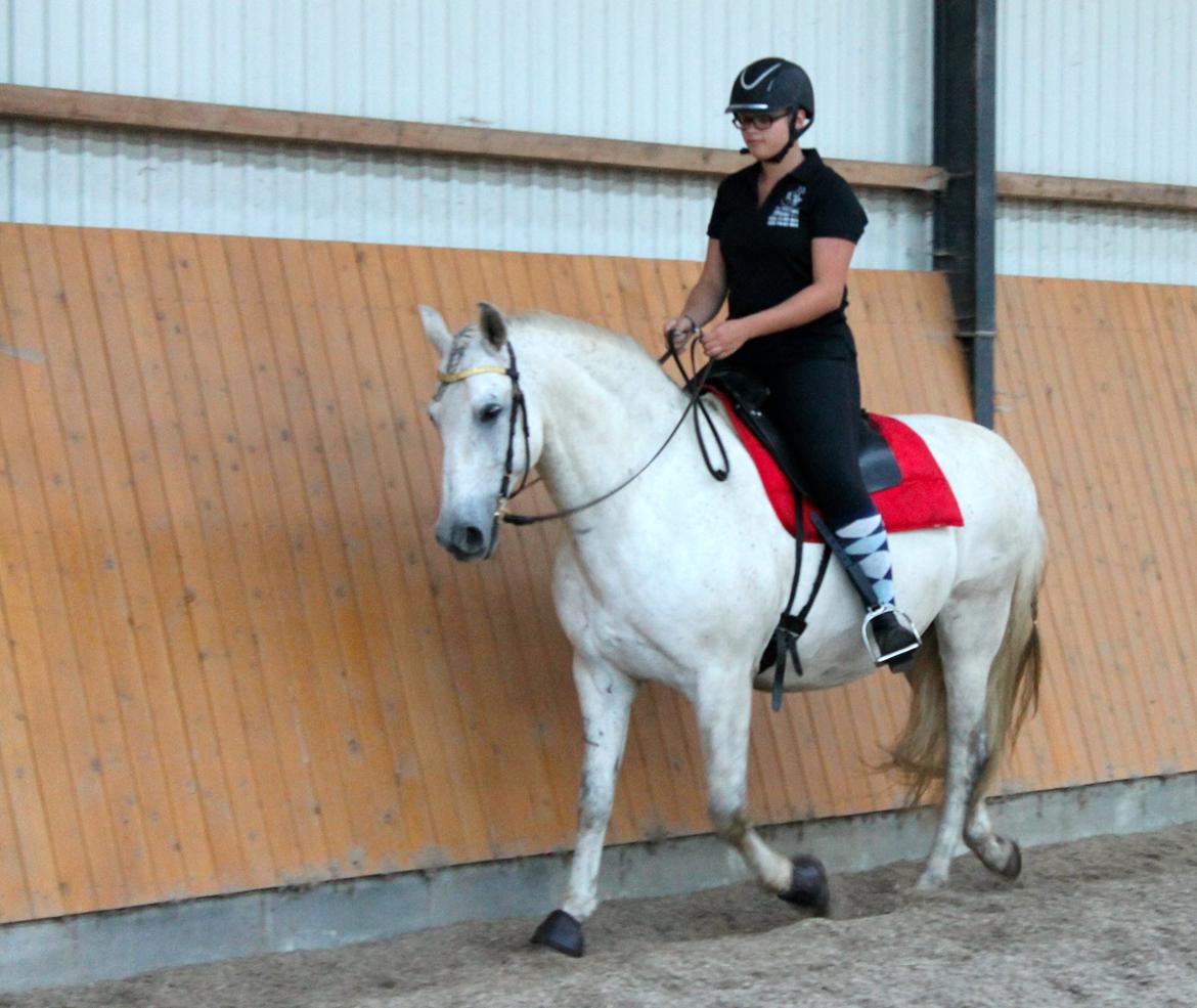 Pura Raza Española Hidalgo billede 13