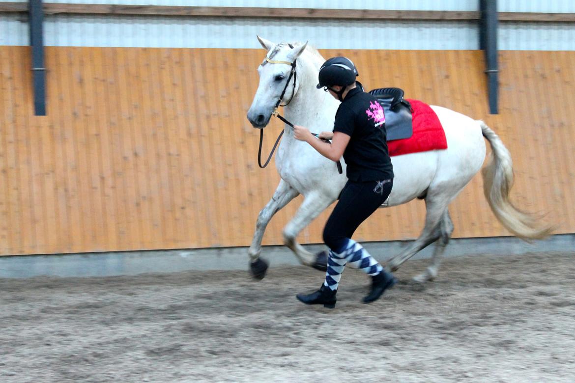 Pura Raza Española Hidalgo billede 19