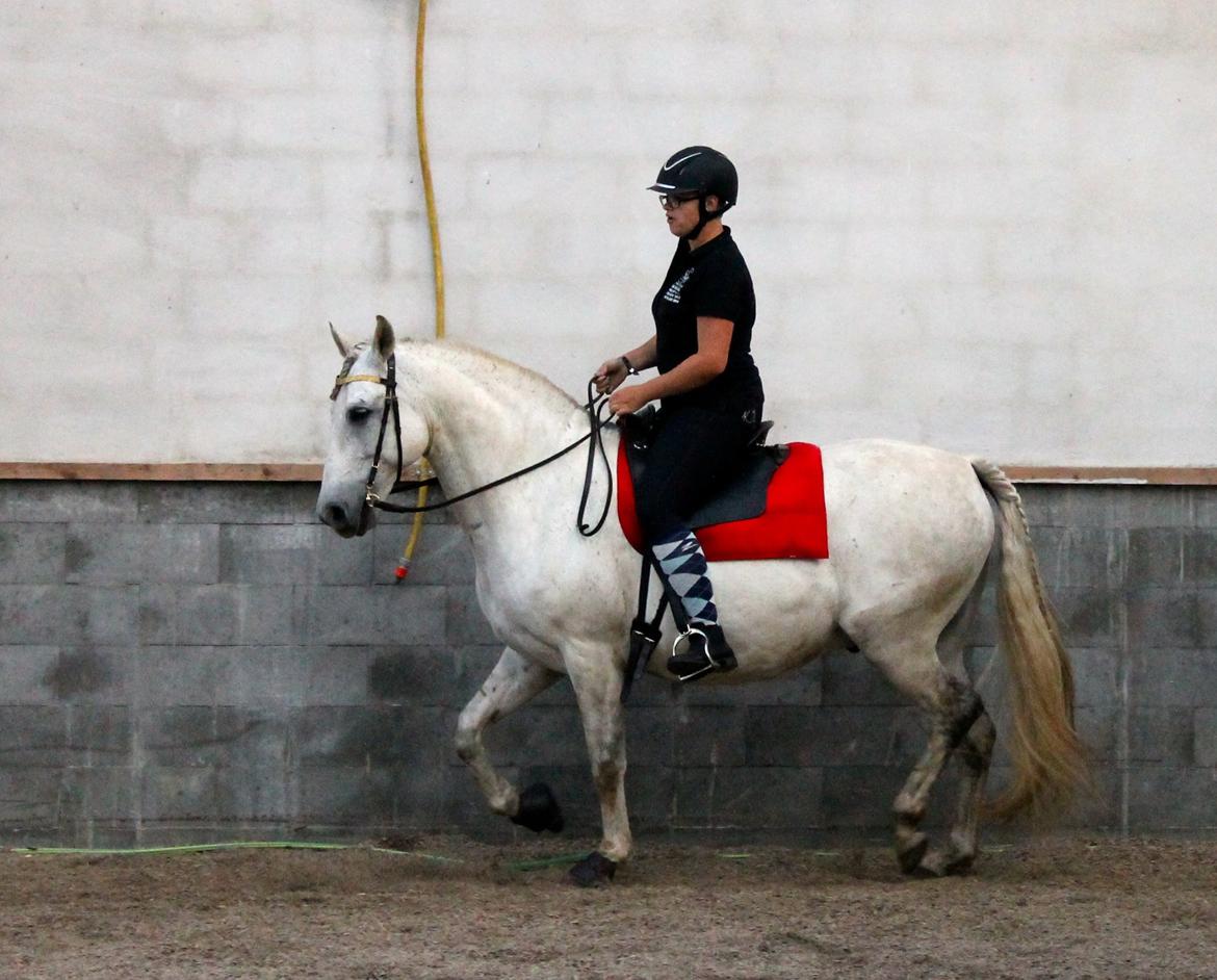 Pura Raza Española Hidalgo billede 17