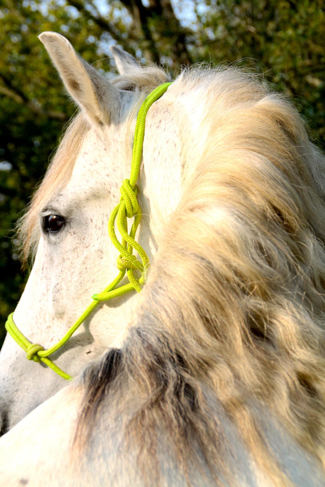 Pura Raza Española Hidalgo billede 21