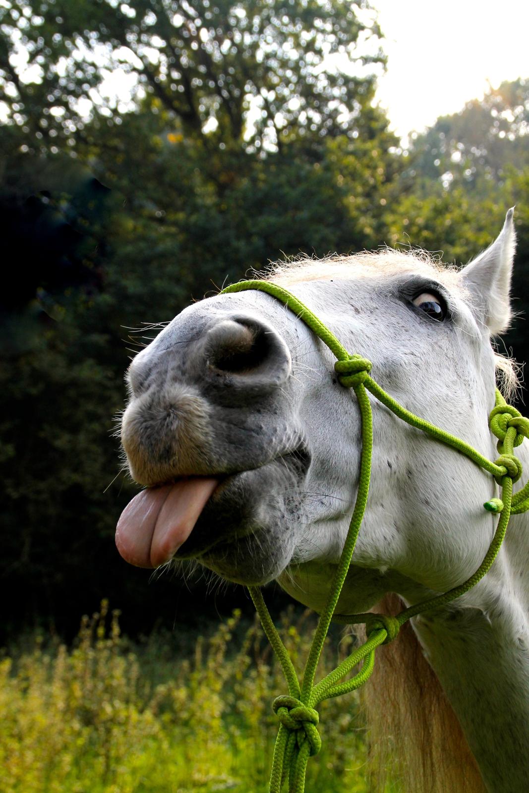 Pura Raza Española Hidalgo billede 3