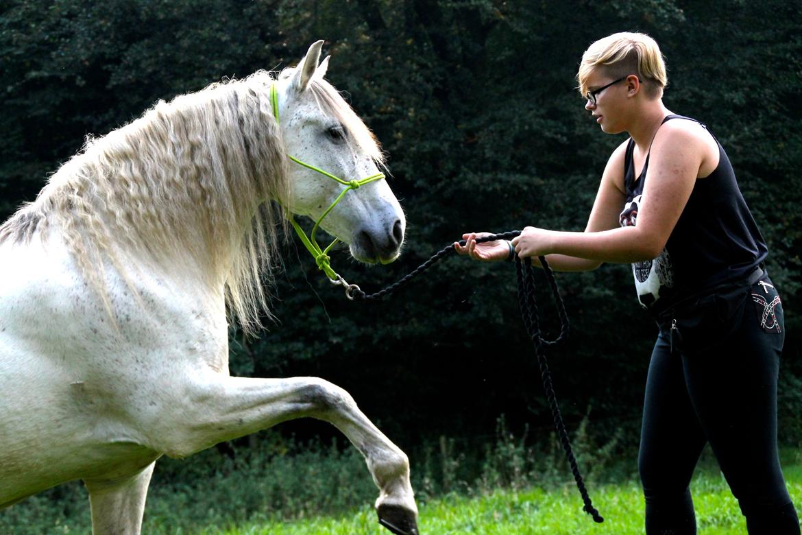 Pura Raza Española Hidalgo billede 8