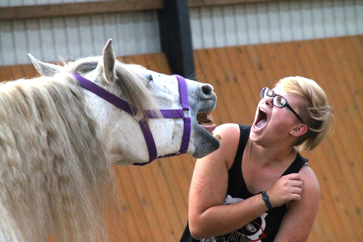 Pura Raza Española Hidalgo billede 30