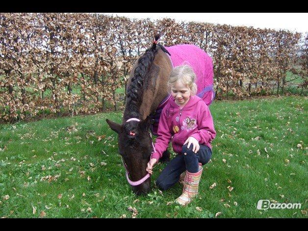 Shetlænder mauda (den sødeste lille pony)  savnet men solgt  billede 18