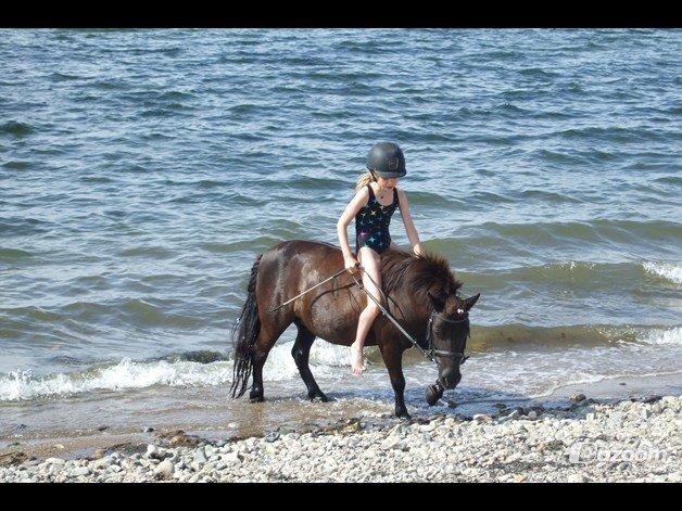 Shetlænder mauda (den sødeste lille pony)  savnet men solgt  billede 15