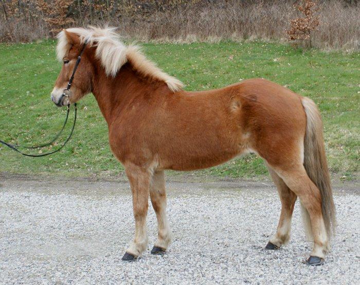 Islænder Sólfari fra Østerhøj - Tidl. hest - Sólfari i 2009 billede 20