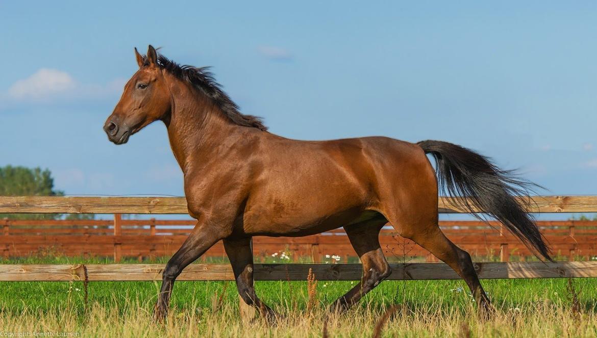 Anden særlig race Di'dande billede 5