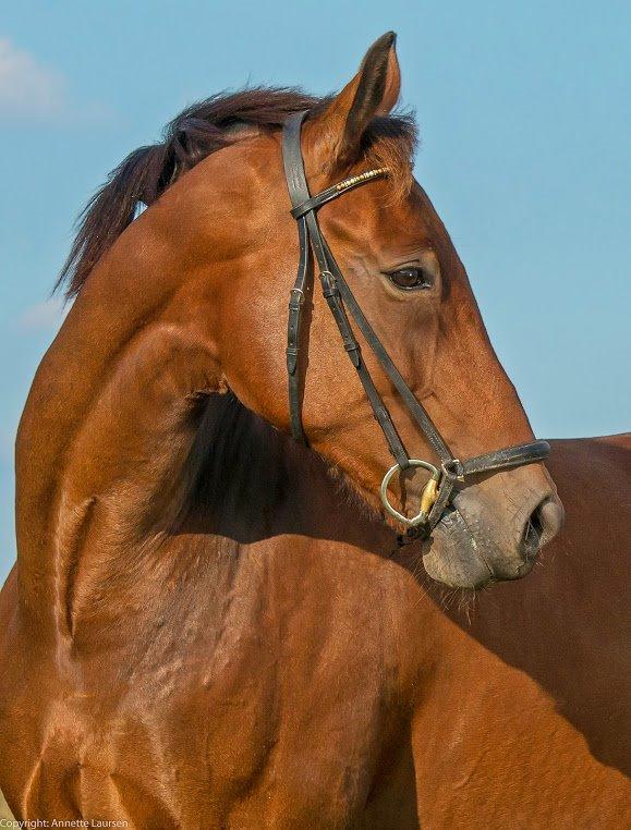 Anden særlig race Di'dande billede 2