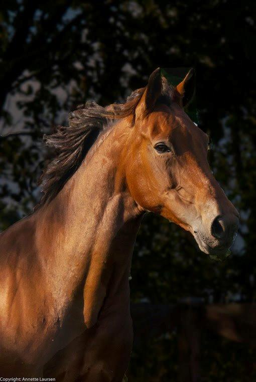 Anden særlig race Di'dande billede 3