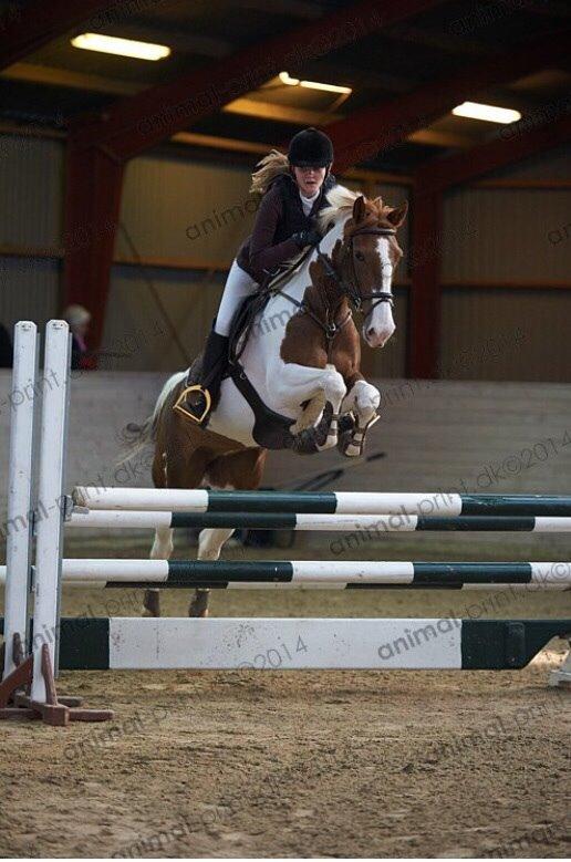 Hollandsk Sportspony Monique (For sale) billede 15