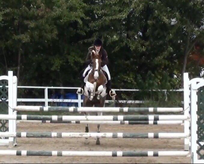 Hollandsk Sportspony Monique (For sale) billede 23